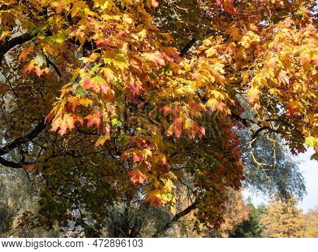 View Of Branches Of Big Maple Tree Full With Leaves Changing Colours From Green To Yellow, Orange An