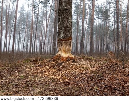 Big Tree With Impressive Beaver Damage And Signs On Wood Trunk From Teeth. Tree Almost Cut By Beaver