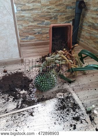 Big Green Cactus In A Brown Flower Pot Fell Down From A Window Sill With Help Of Domectic Pet. The S