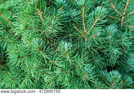 Natural Background Of Evergreen Spruce Branches, Closeup. Young Pine With Green Needles For Branding