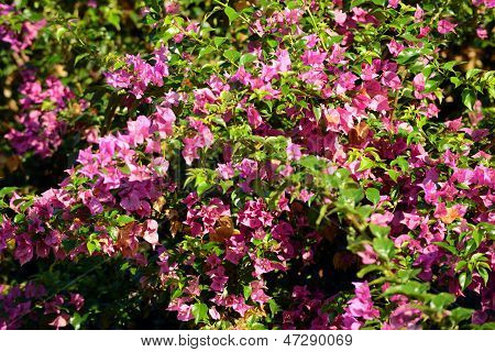 Bougainvillea Bush vokser i Mellemamerika