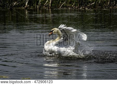 A White Mute Swan Stretches On The Water With Wings Spread Wide With Lot Of Waterdrops