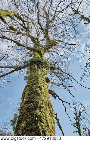 Georgian Rock Oak On Springtime. Rises To 1800, Loves Steep Mountain Slopes. Relic Tree. Covered Wit