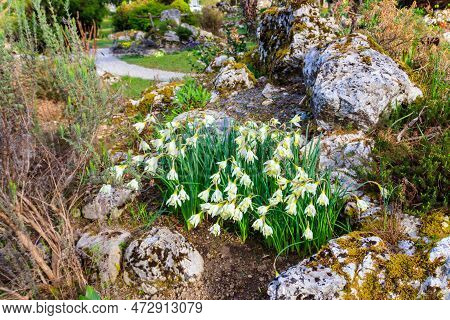 White Flowers Of Swan's Neck Daffodil (narcissus Moschatus Or Narcissus Pseudonarcissus Subsp. Mosch