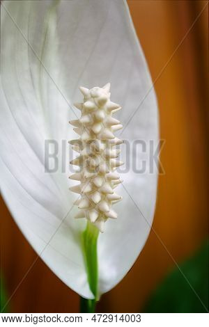 Close-up Petal Of White Flower On Background Green Leaves Spathiphyllum Cochlearispathum, Spathiphyl