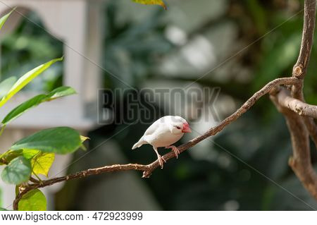 Finch Bird With White Feather On Branch. Exotic Finch Bird Has Red Beak Outdoor.
