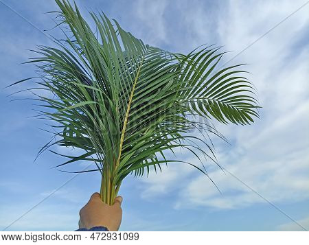 Palm Leaves In Hand Against Blue Sky Background. Palm Sunday Backgrounds Concept. Natural Background