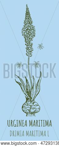 Drawings Of Urginea Maritima. Hand Drawn Illustration. Latin Name Drimia Maritima L.