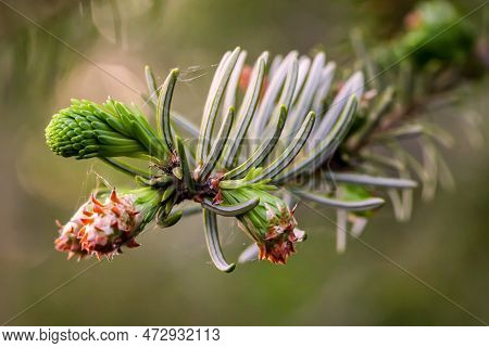 Close Up Of Green Spruce Twig With Cones And Young Shoots. Young Shoots And Flowers On A Coniferous 