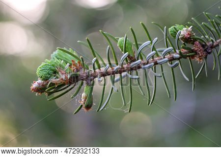 Close Up Of Green Spruce Twig With Cones And Young Shoots. Young Shoots And Flowers On A Coniferous 