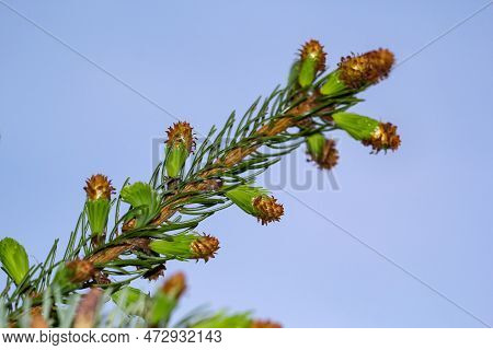 Close Up Of Green Spruce Twig With Cones And Young Shoots. Young Shoots And Flowers On A Coniferous 
