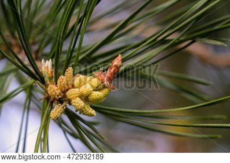 Close Up Of Green Spruce Twig With Cones And Young Shoots. Young Shoots And Flowers On A Coniferous 