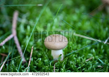 A Mushroom Well Hidden And Camouflaged Between Moss And Grass.