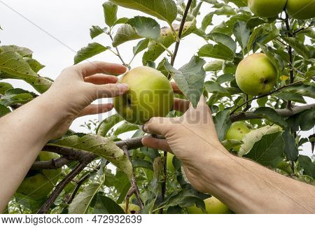 Apple Orchard, Harvest Time. Green Ripe Apples On Apple Tree. Mans And Womans Hands Pick Ripe Apple.