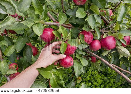 Hand Picks Red Ripe Apple. Apple Orchard. Harvesting Time. Apple Orchard, Harvest Time. Red Ripe App