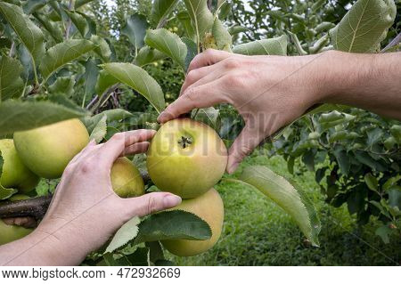 Mans And Womans Hands Pick Ripe Green Apple.