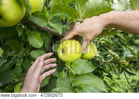 Mans And Womans Hands Pick Ripe Delicious Apple From Tree. Apple Orchard, Harvest Time.