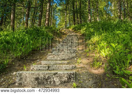 Forest Path, Stone Steps In The Green Woods. High Quality Photo