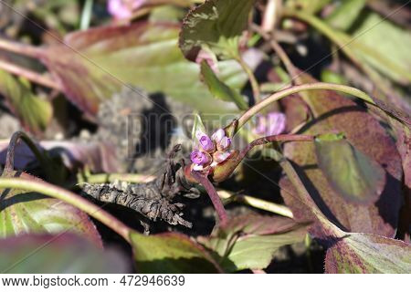 Elephants Ears Flowers And Leaves In The Spring