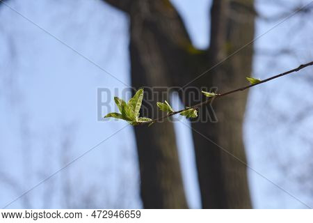 Pearl Bush Branch With New Leaves In The Spring