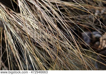 Bronze New Zealand Hair Sedge In The Garden