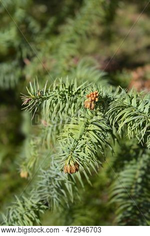 Taiwan Coffin Fir Branch With Flowers In The Spring