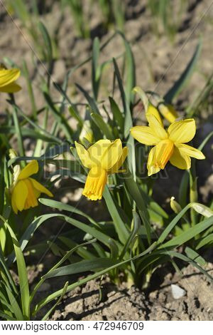 Daffodil Jetfire Flowers In The Garden In Spring