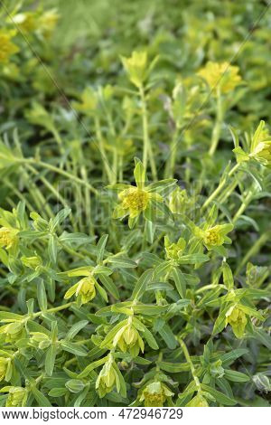 Cushion Spurge Yellow Flowers In The Spring