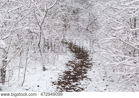Wet Dirt Path Among The Bushes Covered With Freshly Fallen Fluffy Snow After A Snowfall In Overcast 