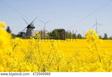 Blooming Rapeseed, Windmills Niechorze, Rewal, Baltic Sea