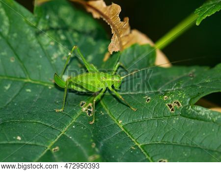 A Punctate Hawk Moth, Leptophyes Punctatissima On A Leaf.