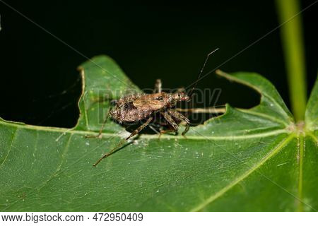 A Longhorn Bush Predator Himacerus Apterus On A Plant.