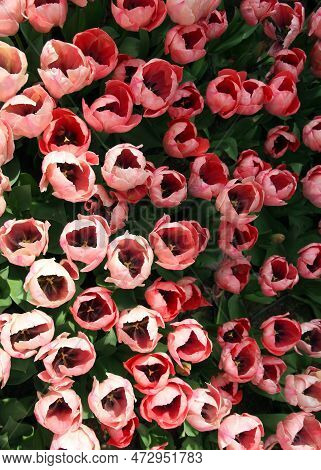 View From Above On Bright Light Pink Tulips Close-up In Goztepe Park During The Annual Tulip Festiva