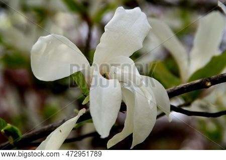Beautiful White Magnolia Close-up In Goztepe Park In Istanbul, Turkey