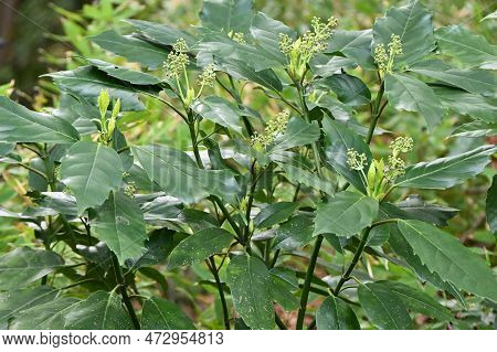 Aucuba Japonica. Native To Japan, Aucubaceae Evergreen Dioecious Shrub. The Flowering Season Is From