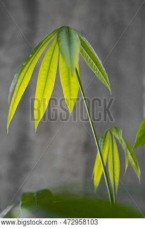 Beautiful Pachira Aquatica Leaves With A Gray Background. Decorative Indoor Plants