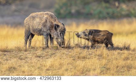 Wild Boar (sus Scrofa) With Piglet. This Animal Is A Suid Native To Much Of Eurasia And North Africa