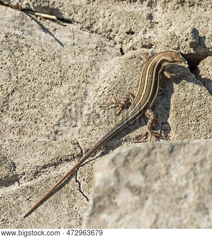 Blue-tailed Skink Lizard Stood On A Stone Rock In Rural Countryside Garden Sunbathing
