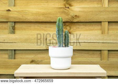 Nice Elongated Green Cactus In White Pot On Piece Of Wood And Unvarnished Wooden Background