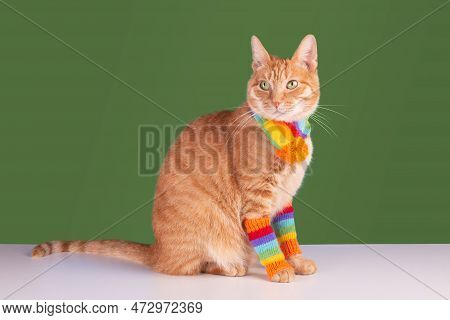 Cat In A Ainbow-colored Scarf And Socks On A Blue Background. Autumn Or Winter Concept.