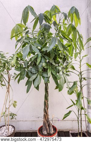 Pretty Aquatic Pachira Flanked With Decorative Indoor Plants On A Terrace Of A Residential Penthouse