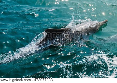 Dolphin In Natural Environment. Dolphin Spotting Watch Sightseeing Cruise Tours In Middle East.