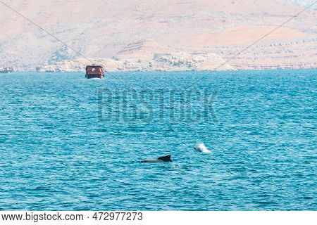 Dolphin Spotted On Cruise Tour In Oman Persian Gulf Bay. Mirellas Island. Musandam