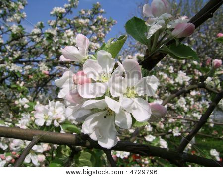 Blossoming Branch Of An Apple-tree
