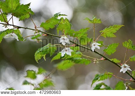 Rubus Palmatus Flowers. Rosaceae Deciduous Shrub. White Flowers Bloom Downward From March To May, An