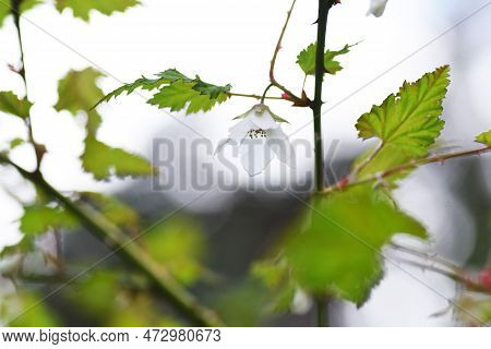 Rubus Palmatus Flowers. Rosaceae Deciduous Shrub. White Flowers Bloom Downward From March To May, An