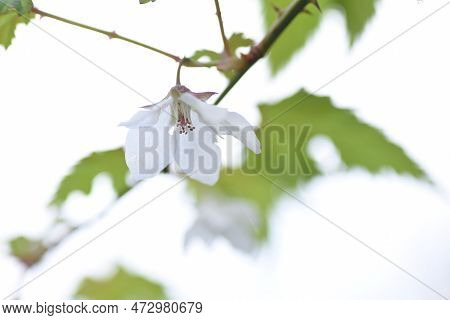 Rubus Palmatus Flowers. Rosaceae Deciduous Shrub. White Flowers Bloom Downward From March To May, An