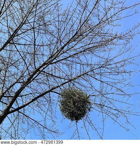Mistletoe Is A Parasite Plant On A Tree In The City