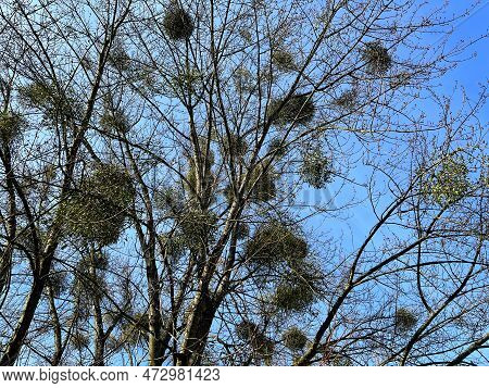 Mistletoe Is A Parasite Plant On A Tree In The City