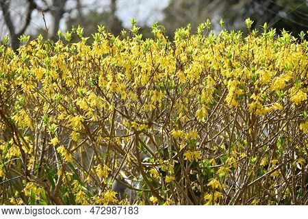Forsythia ( Golden Bell ) Flowers. Oleaceae Deciduous Flowering Tree Native To China. Blooms From Ma